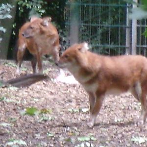 Chinese dholes