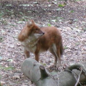 Chinese dhole