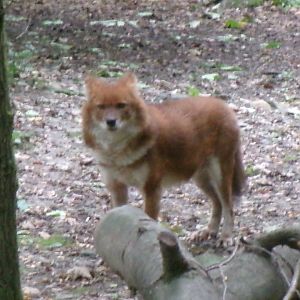Chinese dhole