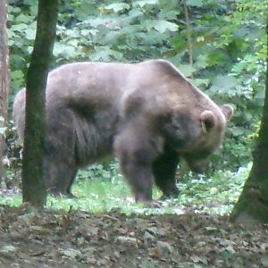 Brown bear