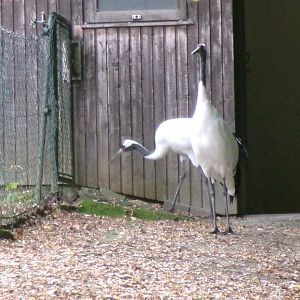Red-crowned cranes