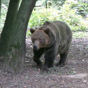 Brown bear