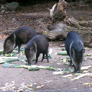Collared peccary