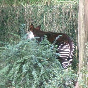 Okapi