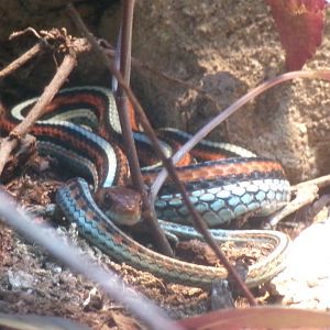 San Francisco gartersnake