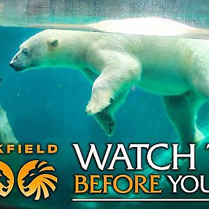 The Brookfield Zoo Beginner's Guide