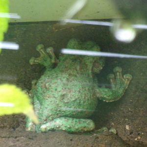 San Martin fringe-limbed treefrog