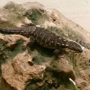 Tropical girdled lizard