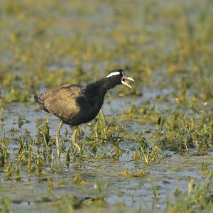 Bronze-winged Jacana Metopidius indicus