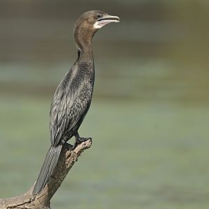 Little Cormorant Microcarbo niger