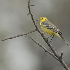 Citrine Wagtail Motacilla citreola