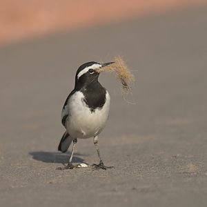 White-browed Wagtail Motacilla maderaspatensis
