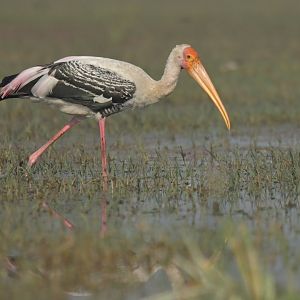 Painted Stork Mycteria leucocephala