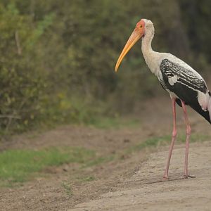 Painted Stork Mycteria leucocephala