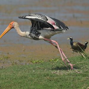 Painted Stork Mycteria leucocephala