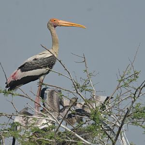 Painted Stork Mycteria leucocephala