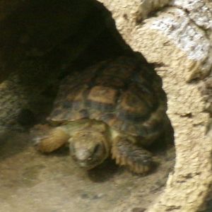 Speckled dwarf tortoise
