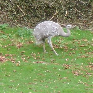Lesser rhea