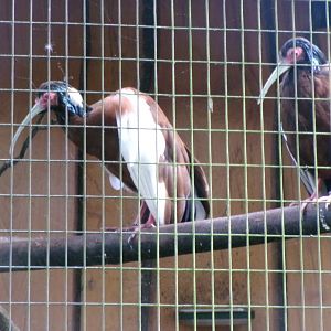 Madagascar crested ibises