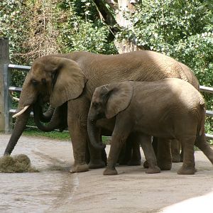 South African elephants