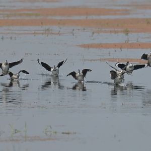 Cotton Pygmy-goose Nettapus coromandelianus