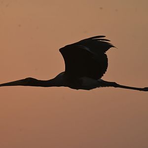 Painted Stork Mycteria leucocephala