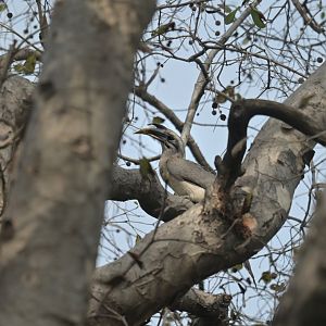 Indian Grey-Hornbill Ocyceros birostris