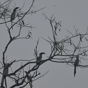 Indian Grey-Hornbill Ocyceros birostris