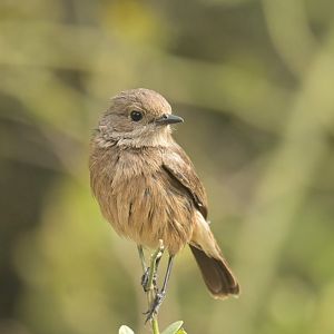 Indian Chat Oenanthe fusca