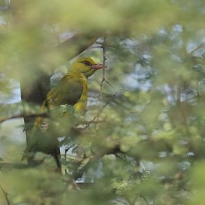 Indian Golden-Oriole Oriolus kundoo