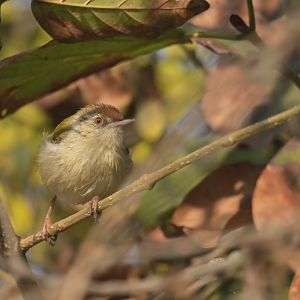 Common Tailorbird Orthotomus sutorius