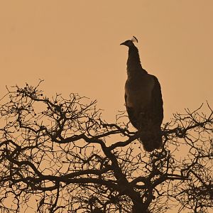 Indian peafowl Pavo cristatus