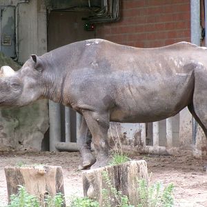 Eastern black rhinoceros