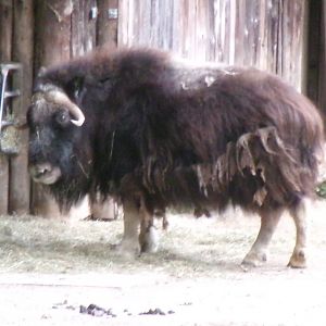 Greenland musk ox