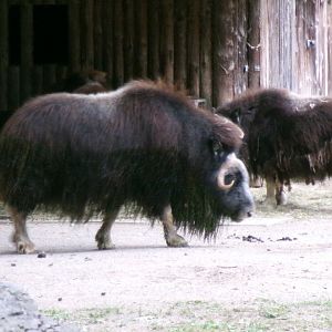 Greenland musk oxen