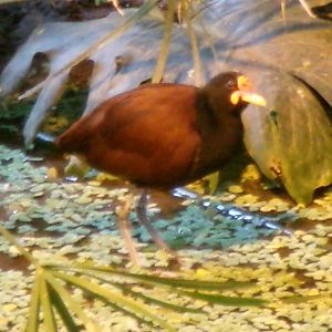 Wattled jacana