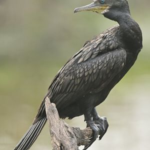 Indian Cormorant Phalacrocorax fuscicollis