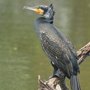 Great Cormorant Phalacrocorax carbo