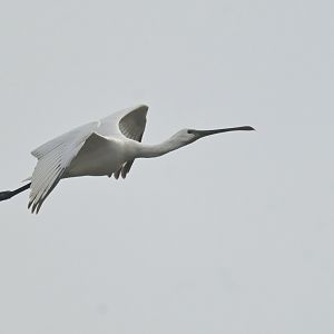 Eurasian Spoonbill Platalea leucorodia