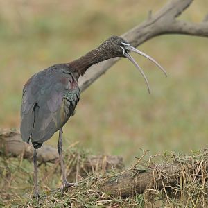 Glossy ibis Plegadis falcinellus