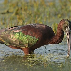 Glossy ibis Plegadis falcinellus