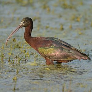 Glossy ibis Plegadis falcinellus
