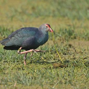 Grey-headed Swamphen Porphyrio poliocephalus