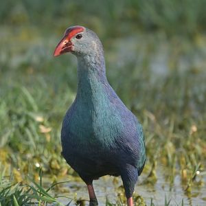 Grey-headed Swamphen Porphyrio poliocephalus