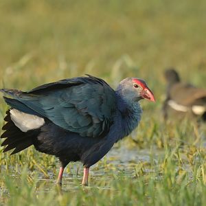 Grey-headed Swamphen Porphyrio poliocephalus