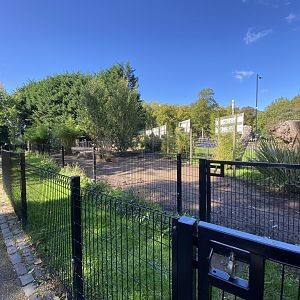 Greater rhea enclosure