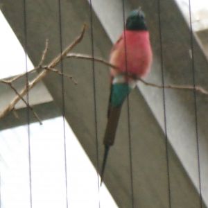 Northern carmine bee-eater