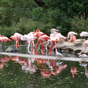 American flamingoes