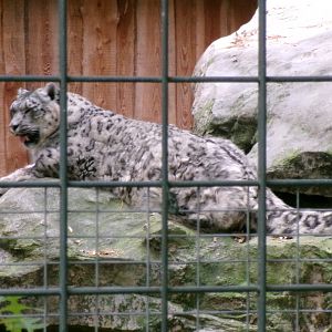 Snow leopard
