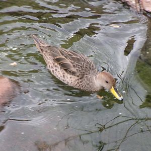 Chilean pintail